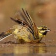 El baño de las aves, mis primeros logros, mis más queridos logros. Hay un pequeño rincón cerca de mi ciudad, donde la escasa pero variada fauna se acicala y se pone guapa,...