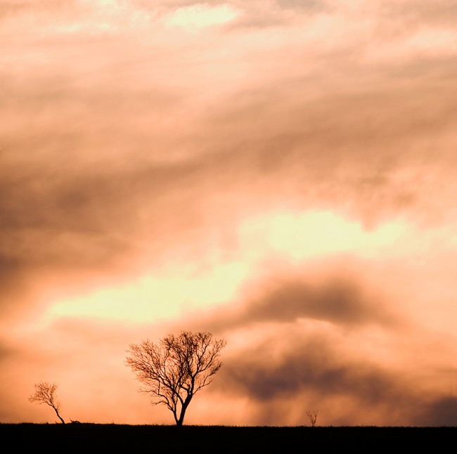 Panorama_con-arboles+tormenta