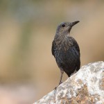 roquerosolitario